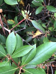 Rhododendron carolinianum