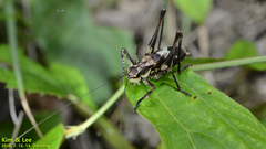 Paratlanticus ussuriensis