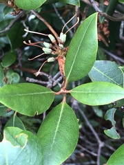 Rhododendron carolinianum