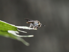 Cerotainia macrocera