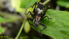 Paratlanticus ussuriensis