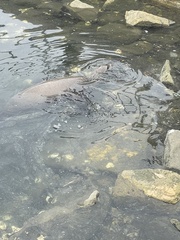 Zalophus californianus