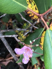 Rhododendron carolinianum