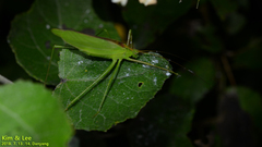 Kuwayamaea sapporensis