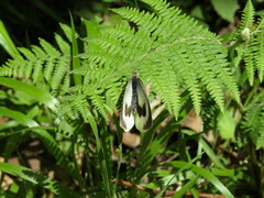 Pieris cheiranthi benchoavensis