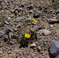 Ranunculus eschscholtzii oxynotus