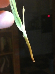 Carex muricata pairae