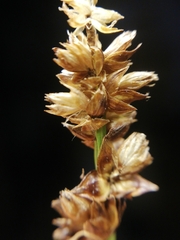 Carex muricata pairae