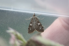 Udea olivalis