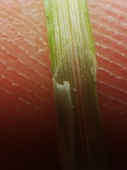 Carex muricata pairae