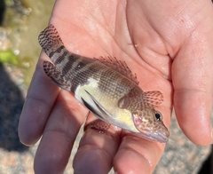 Serranus subligarius