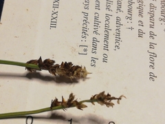 Carex muricata pairae