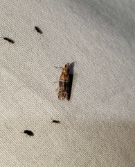 Moodna pallidostrinella