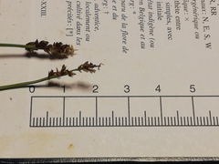 Carex muricata pairae