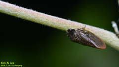 Eoscarta assimilis