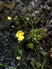 Utricularia striata