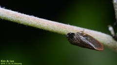 Eoscarta assimilis