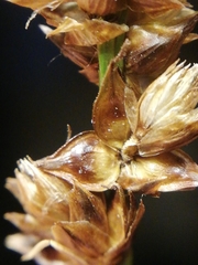 Carex muricata pairae