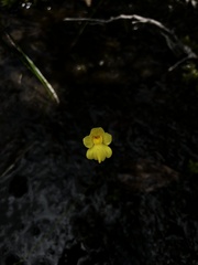 Utricularia striata