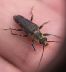 Toxoleptura vexatrix