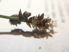 Carex muricata pairae
