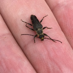 Toxoleptura vexatrix