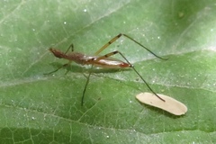 Micropeza stigmatica