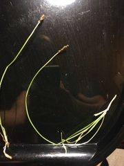 Carex muricata pairae