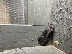 Actebia