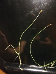 Carex muricata pairae