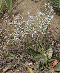Goniolimon tataricum