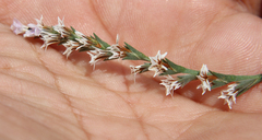 Goniolimon tataricum