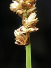 Carex muricata pairae
