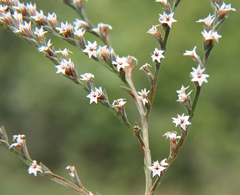 Goniolimon tataricum