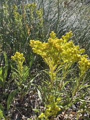 Solidago simplex simplex