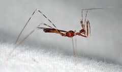 Stenolemoides arizonensis