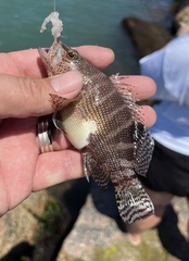 Serranus subligarius