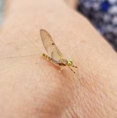 Maccaffertium mediopunctatum