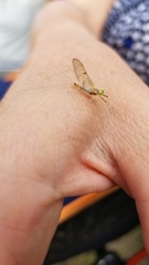 Maccaffertium mediopunctatum