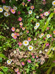 Erigeron karvinskianus image