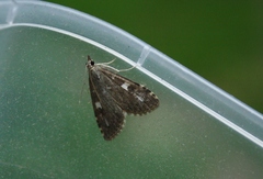 Udea olivalis