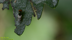 Microchrysa flaviventris