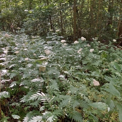 Tanacetum macrophyllum