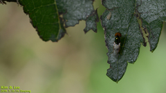 Microchrysa flaviventris