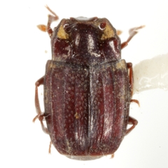Peploglyptus belfragei