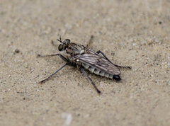 Lasiopogon quadrivittatus