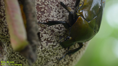 Pseudotorynorrhina japonica