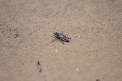 Lasiopogon quadrivittatus
