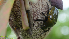 Pseudotorynorrhina japonica