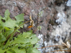 Hypochaeris robertia